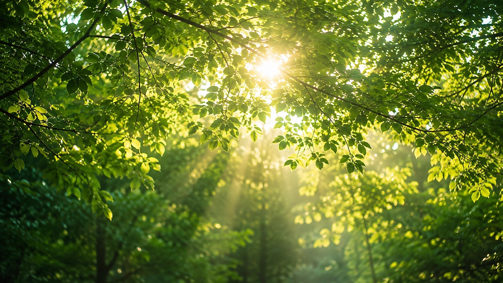Sunlight filtering through green leaves
